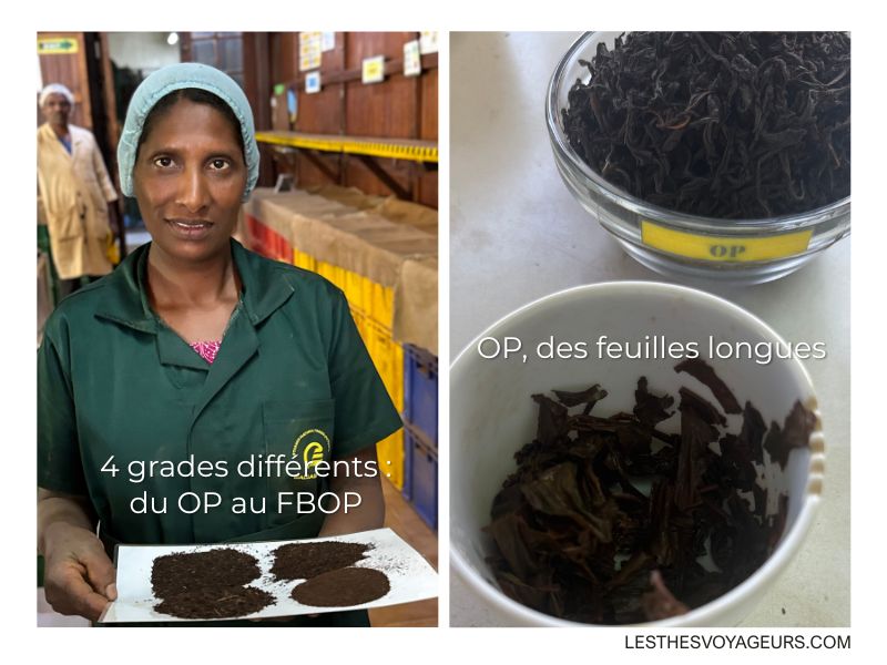 usine idulgashena diffénrents grades du thé lesthesvoyageurs